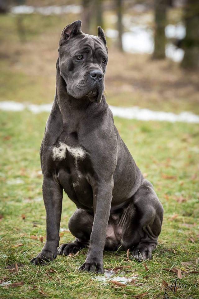 blu dragon cane corso